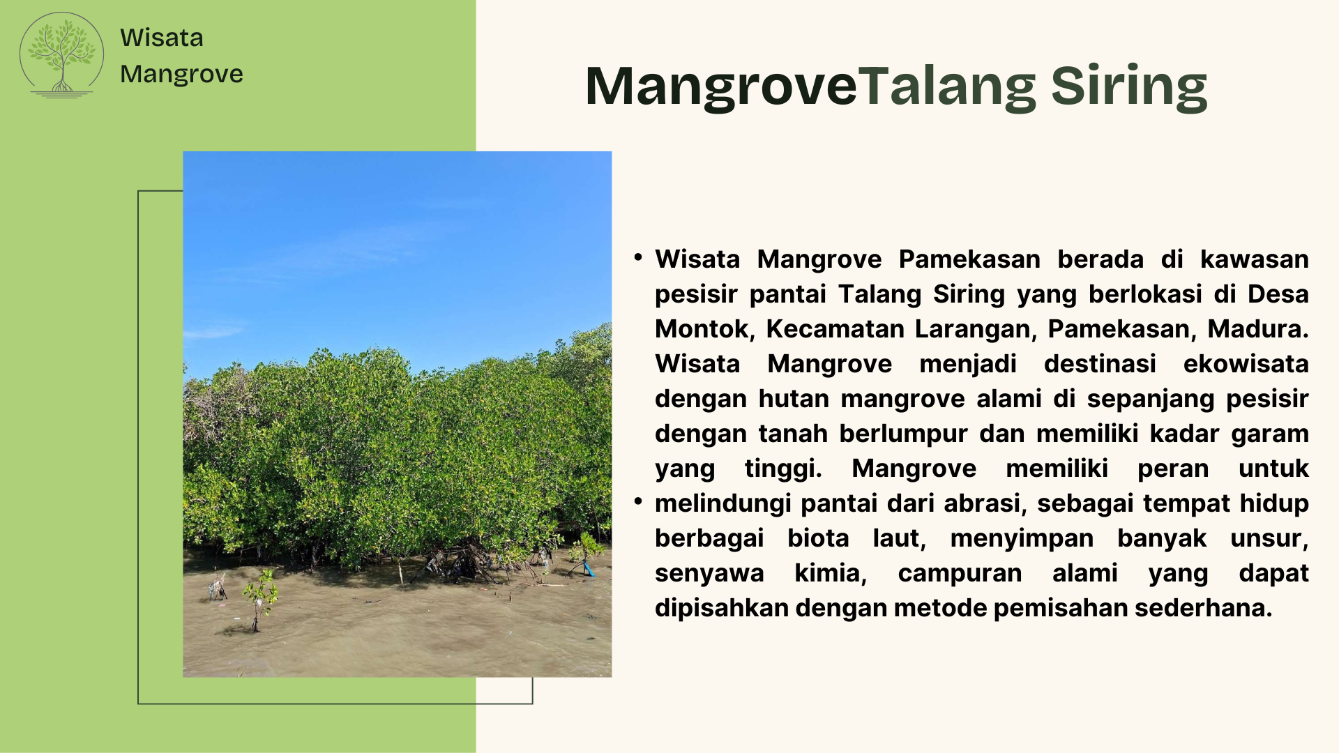 Wisata Mangrove - Foto 2