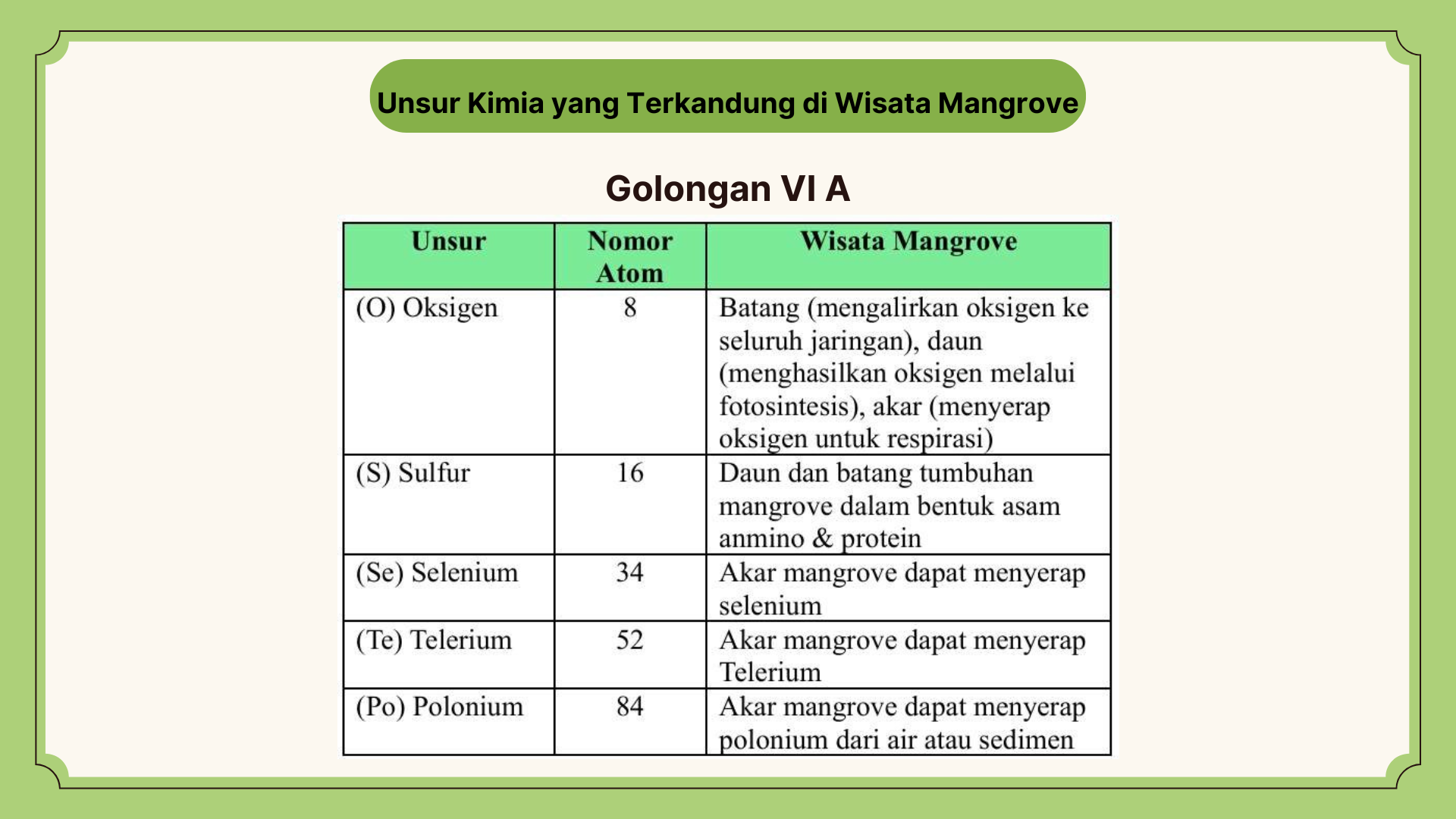 Wisata Mangrove - Foto 9